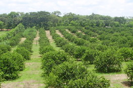 Agricultural