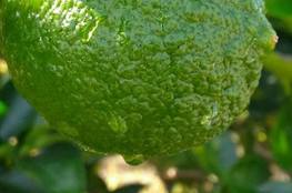 Agricultural